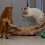 Leaping Kittens, latest edition