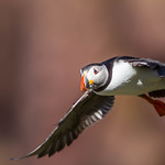 Puffin