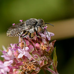 Coelioxys afra f 180714 2675.jpg