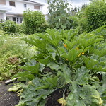 Rotary Garden Tour 2018