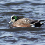 American Wigeon Male
