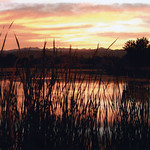 Sawhill Ponds at Sunset