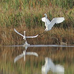 Heron encounter 2 20121217