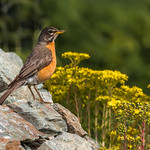 American Robin
