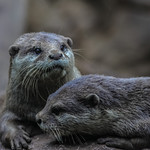 friends till the end