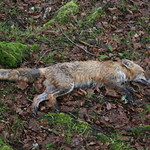 The quick brown fox no longer