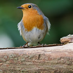 Fluffy Robin