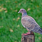 Pomb&atilde;o " Patagioenas picaruzo " - Picazuro Pigeon - 143_06