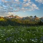 Paradise Flowers (Mt Rainier NP, Paradise, WA)
