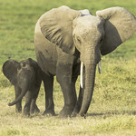 Walking her baby back home