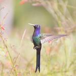 Série com Beija-flor Tesoura (Eupetomena macroura) - Series with the Swallow-tailed Hummingbird - 08-01-2013 - IMG_7614
