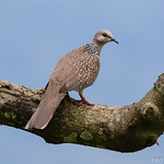 The spotted dove