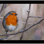 robin