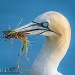 Nesting Gannet_9380