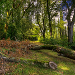 Walk through the Woods of Bibbiano