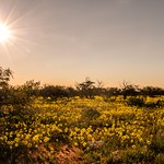 Stopped on the roadside to take this stunning shot while the sun was going down. The yellow flowers looked stunning with the sun shinning on them.
