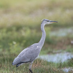 Young Heron