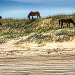The Corolla Wild Horses of North Carolina's Outer Banks