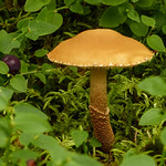 Mushroom in a wonderfully lush setting
