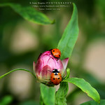 The Lady & her Birds (pun intended)