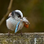 Long-tailed tit with a Jay feather