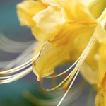 Happy Birthday Susan!