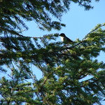 Grosbeak