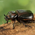 Triceratops Beetle