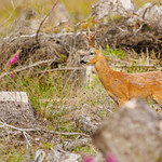 Roe Buck Among the Brash