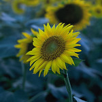 sunflowers