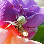 Crab Spider (Misumena vatia) eating a fly