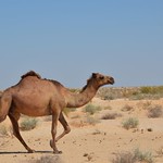 Camel in the desert (5)