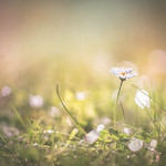 Different world seen from low angle - Carl Zeiss Jena Visionar