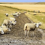 sheep at the dike.............