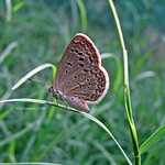 Dark Grass Blue (Zizeera karsandra)