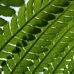 fern leaves