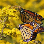 Just before migration