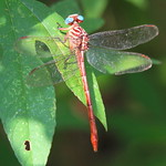 Female Russet-tipped Clubtail