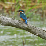 Kingfisher