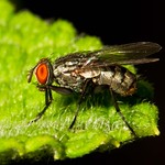 Happy Fly Day Friday!