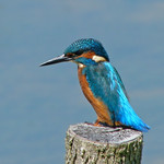 "No chance of seeing a kingfisher"