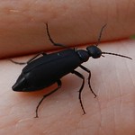 Black Blister Beetle