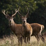 Red Deer Autumn Rut 2012 075
