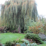 The Willow October 2012