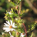 White Heath Aster &ndash; Aster pilosus