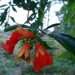 ডালিম ফুল (Blossom of Pomegranate )
