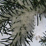 catching snowflakes 2