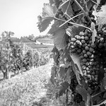 le #radici del #cielo #1958 (movies series 3)