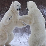 Polar Bears "Sparring Dance"