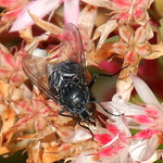 Louie The Fly - HFDF